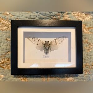 Ghost Cicada Insect Shadow Box Real Specimen
